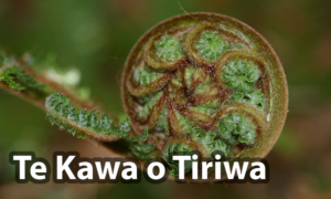 Read more about the article Te Kawa o Tiriwa